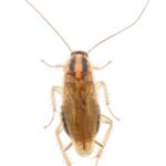 Γερμανική Κατσαρίδα