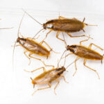 Γερμανική Κατσαρίδα